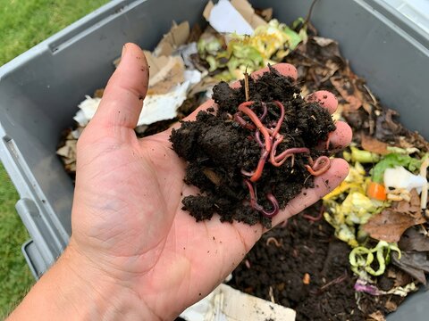 Worm composting, hand holding worms and soil, organic gardening, recycling