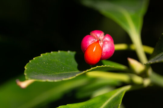 Close-up of orange fruits on the Japanese spindle tree (Eunymus japonicus). In autumn, the fruits (caps) split into four parts, releasing orange seeds.