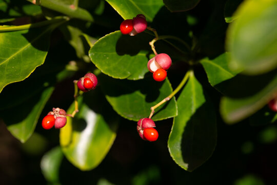 Close-up of orange fruits on the Japanese spindle tree (Eunymus japonicus). In autumn, the fruits (caps) split into four parts, releasing orange seeds.