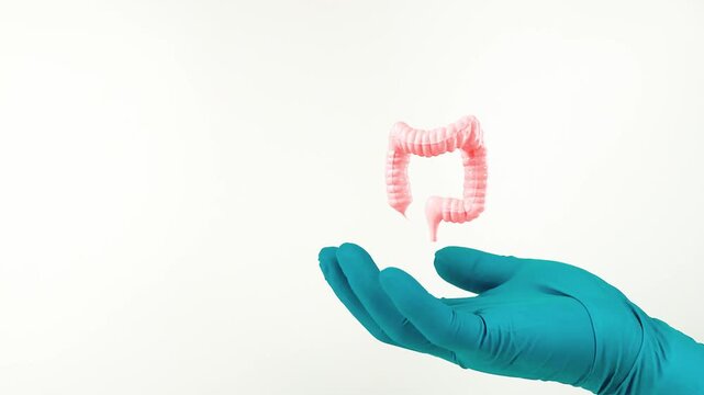 A doctor's hand, wearing green gloves, shows the large intestine. Digestive health, colorectal cancer prevention, routine colonoscopy exam. Isolated on white background
