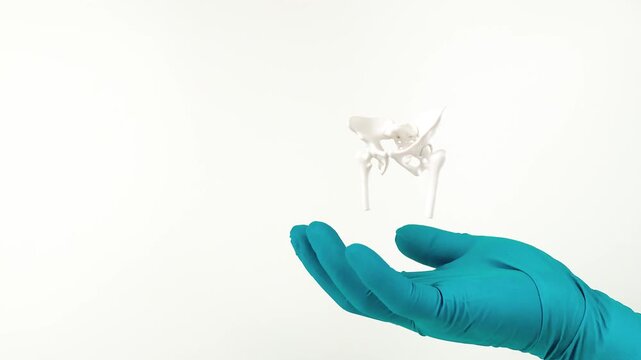 A doctor's hand, wearing green gloves, shows the hip bone. Orthopedic health, prevention of pelvic osteoarthritis and joint pain. Isolated on a white background.