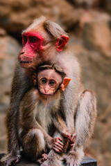 Obraz premium mother and baby