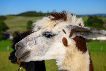 Profile portrait of an alpaca with fluffy white and brown fur outdoors © Ronny Gängler