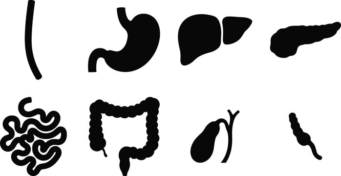 Human Digestive System Organ Silhouette Collection with Stomach Liver Intestine and Pancreas Icons