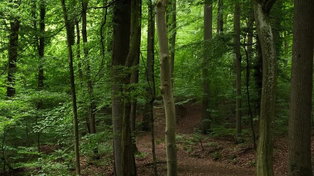 Lush beech forest in pleasant shades of rich green. Slow sideways movement reveals a scenic path. 