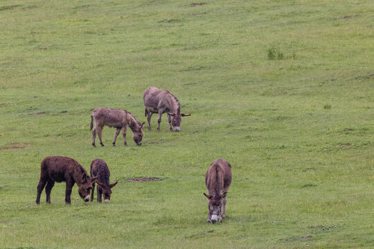 Donkeys grazing green pasture in Muran, Slovakia