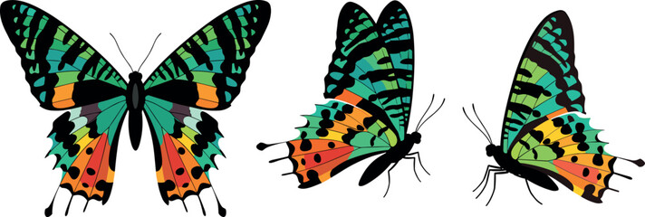 Madagascan Sunset Moth Vector Illustration Set Featuring Colorful Exotic Lepidoptera Insect in Different Angles for Nature Wildlife and Entomology Graphic DesignsMadagascan Sunset Moth Vector Illustra © MST