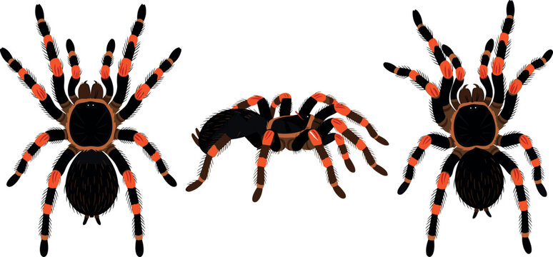 Mexican Redknee Tarantula Spider Vector Illustration Set Featuring Brachypelma Hamorii Arachnid from Top and Side Views for Nature Wildlife and Entomology Education DesignsMexican Redknee Tarantula Sp