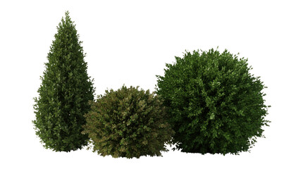 Fototapeta premium Isolated green shrub and conifer tree, clipped garden bushes on white background, landscaping evergreen foliage photo PNG