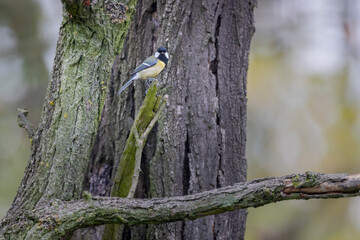 Great Tit bird perching tree branch outdoors Hungary © Richard Semik