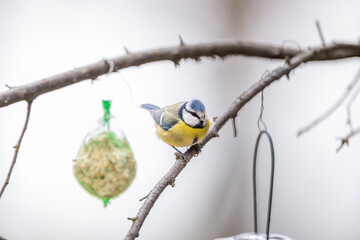 Blue tit sitting on branch near bird feeder © Richard Semik