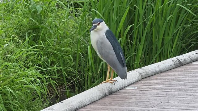 Black-crowned Night Heron Jumping Down to a Stream to Forage