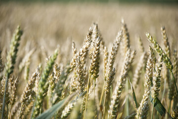 Fototapeta premium Close-up view of ripe wheat stalks ready for harvest in a golden field
