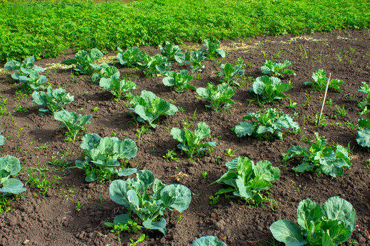 Капуста на огороде.Cabbage in the garden.