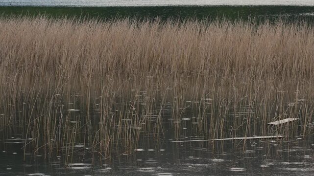 Close-up view of dry, tall reeds growing in shallow lake water during a rainy day, showing ripples on the surface.