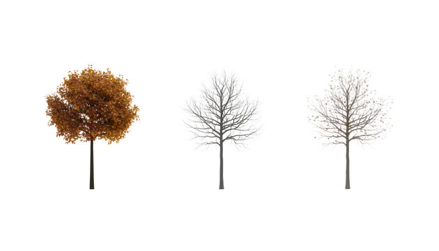 Minimalist autumn tree on white background, isolated seasonal foliage photo, fall nature concept with bare trees PNG