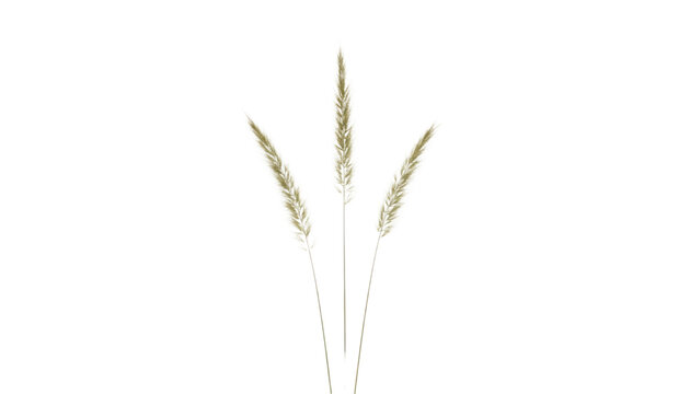 Minimalist dried grass stems on white background, neutral beige botanical photo, delicate meadow plant decor concept PNG