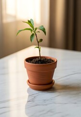 Fototapeta premium Small green plant in a terracotta pot on a marble table with soft window lighting