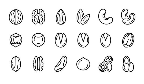 nut, nuts, outline, almond, walnut, peanut, cashew, pistachio, hazelnut, pecan, chestnut, macadamia, coconut, acorn, botanical, food, healthy, nutrition, vegan, organic, grocery, agriculture, icon, li