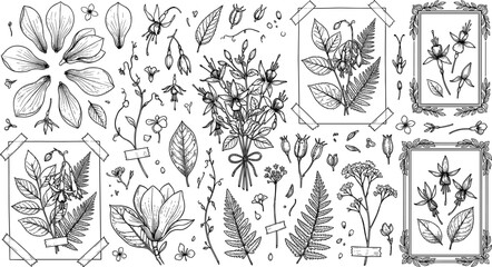 Vintage herbarium botanical elements sketch vector set with pressed flowers fern leaves picture frames and taped wild plants © Mohammad