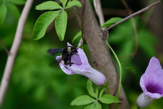 bee on a flower in the spring