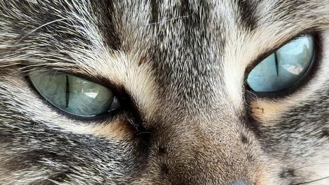 Cat, feline, eyes extreme close up portrait of tabby domestic cat staring intently with detailed iris texture and beautiful fur markings