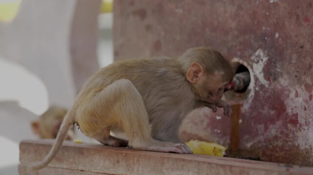 Rhesus Macaque Monkey Drinking Water from Tap Outdoors in India