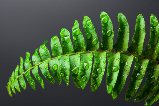 Fresh wet fern leaf with water drops on a black background.