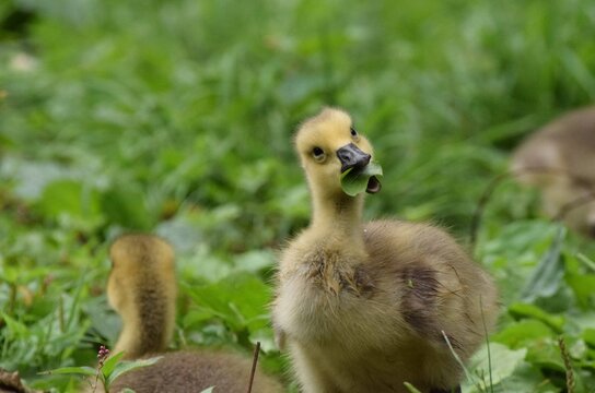 Gosling