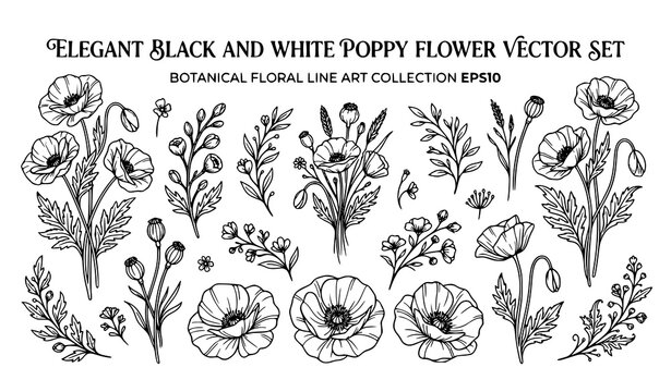 Create a premium vector illustration featuring 30 unique black and white poppy flower illustrations isolated on a solid white background. Include fully bloomed poppies, opening blossoms, closed buds, 