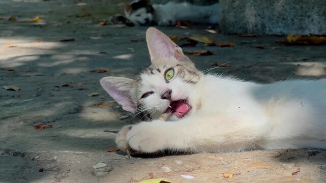 Close up - street kitten biting a small twig while lying on stone pavement in a park in Istanbul in soft natural daylight