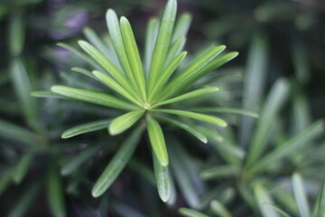  close up of green succulent leaves with soft bokeh © Mbawan
