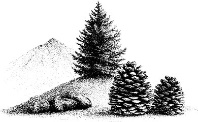 Obraz premium Monochrome douglas fir tree and large pine cones on a mountain slope background for nature illustration and landscape design