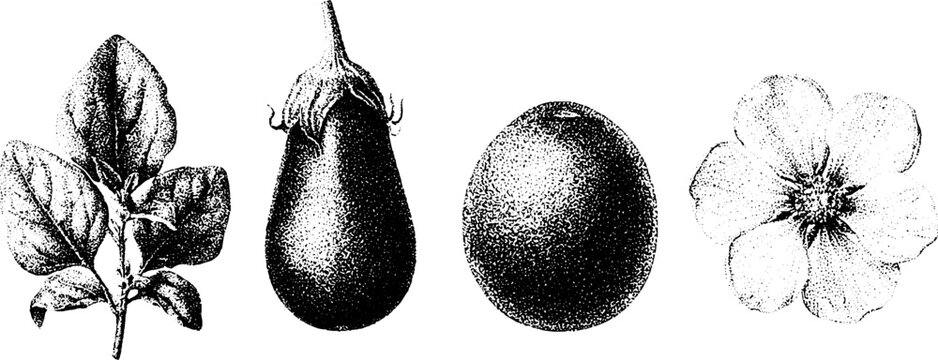 Black and white stippled eggplant plant fruit and flower botanical illustration series for vintage label design wallpaper and horticulture reference
