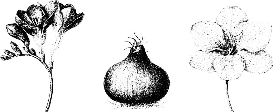 Black and white freesia botanical stippling illustration showing bloom corm and stem for vintage study plate and decorative design use