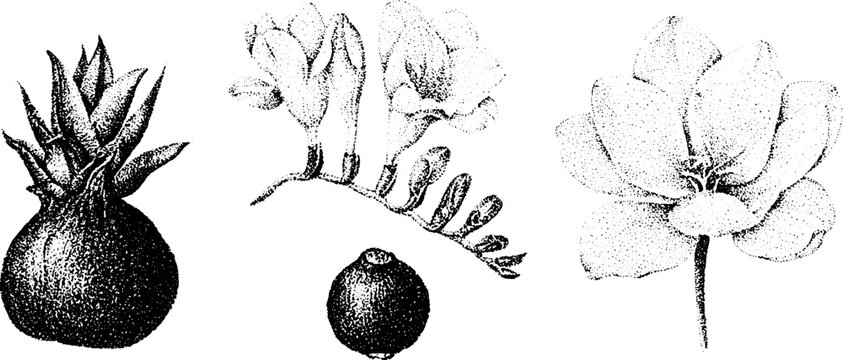 Black and white freesia botanical stippling illustration trio of corm bulb stem and open flower for vintage botanical plate and design element