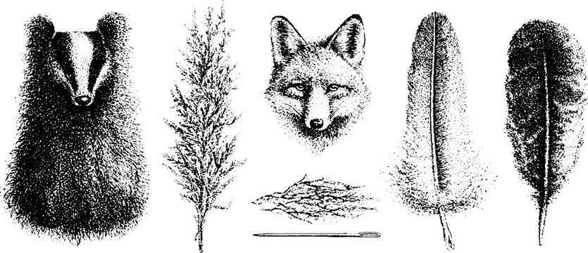Black and white stippled fur and pelts composition with fox head, badger, feathers and needle for natural history background and educational design