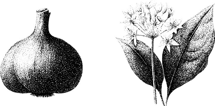 Stippled botanical illustration of garlic bulb with wild garlic ramsons flower and leaf for herbal packaging and label design