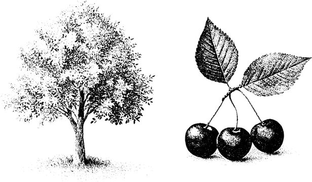 Hackberry tree with clustered berries botanical engraving for woodland poster and natural history background design