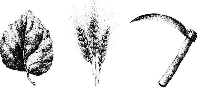 Leaf ear of wheat and sickle trio in black and white stipple engraving for agricultural poster background and seasonal design