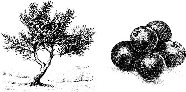 Juniper tree and berries black and white stippling botanical drawing on hillside for design background and vintage engraving style