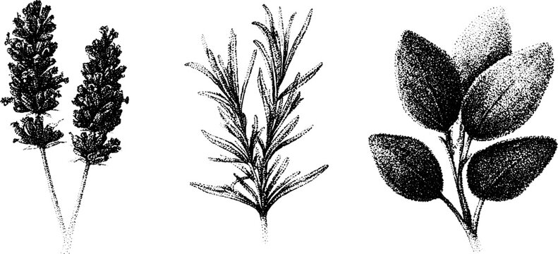 Black and white stipple botanical drawings of lavender rosemary and sage for herbal label and background design