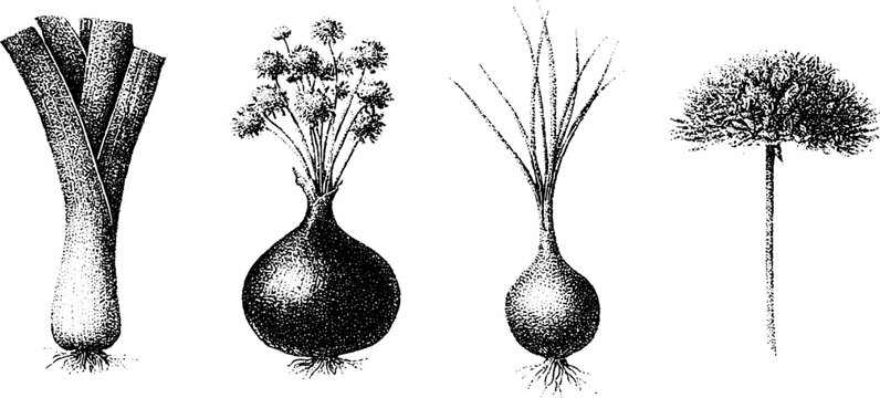 Black and white stippled leek onion spring onion and chive botanical illustration set of bulbs and stalks for culinary herb label and vegetable design