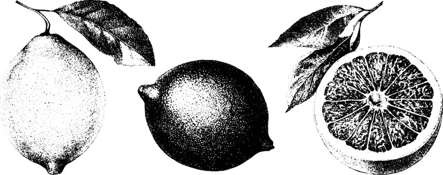 Black and white stippling citrus drawing showing lemon lime and grapefruit halves for vintage botanical label and background design