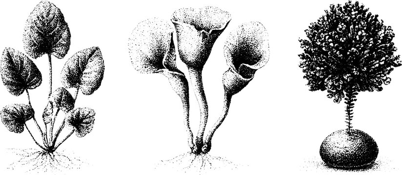 Stippled black and white botanical study of liverwort hornwort and stonewort for scientific label and design