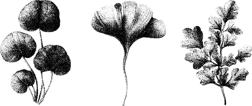 Detailed black and white stippled botanical plate showing liverwort ginkgo like frond and fernlike species for scientific chart and design
