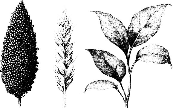 Stippled millet panicle grain and botanical leaf illustration in black and white for vintage botanical poster or background
