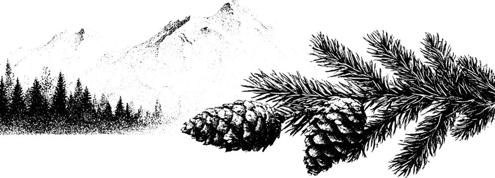 Black and white mountain hemlock branch with pinecones and timberline forest background for nature banner and packaging design
