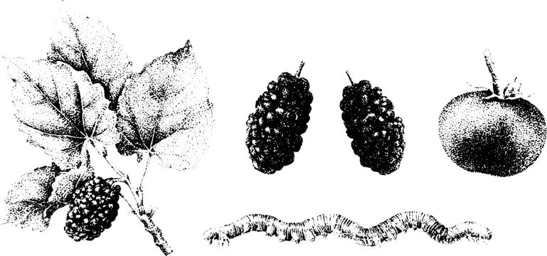 Mulberry branch with berries and silkworms black and white stippling botanical illustration for herbarium plate and background art