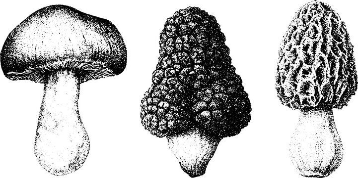 Black and white stipple illustration of mushroom truffle and morel for scientific plate background and vintage label design in ink engraving style